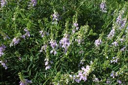 104_Galega officinalis